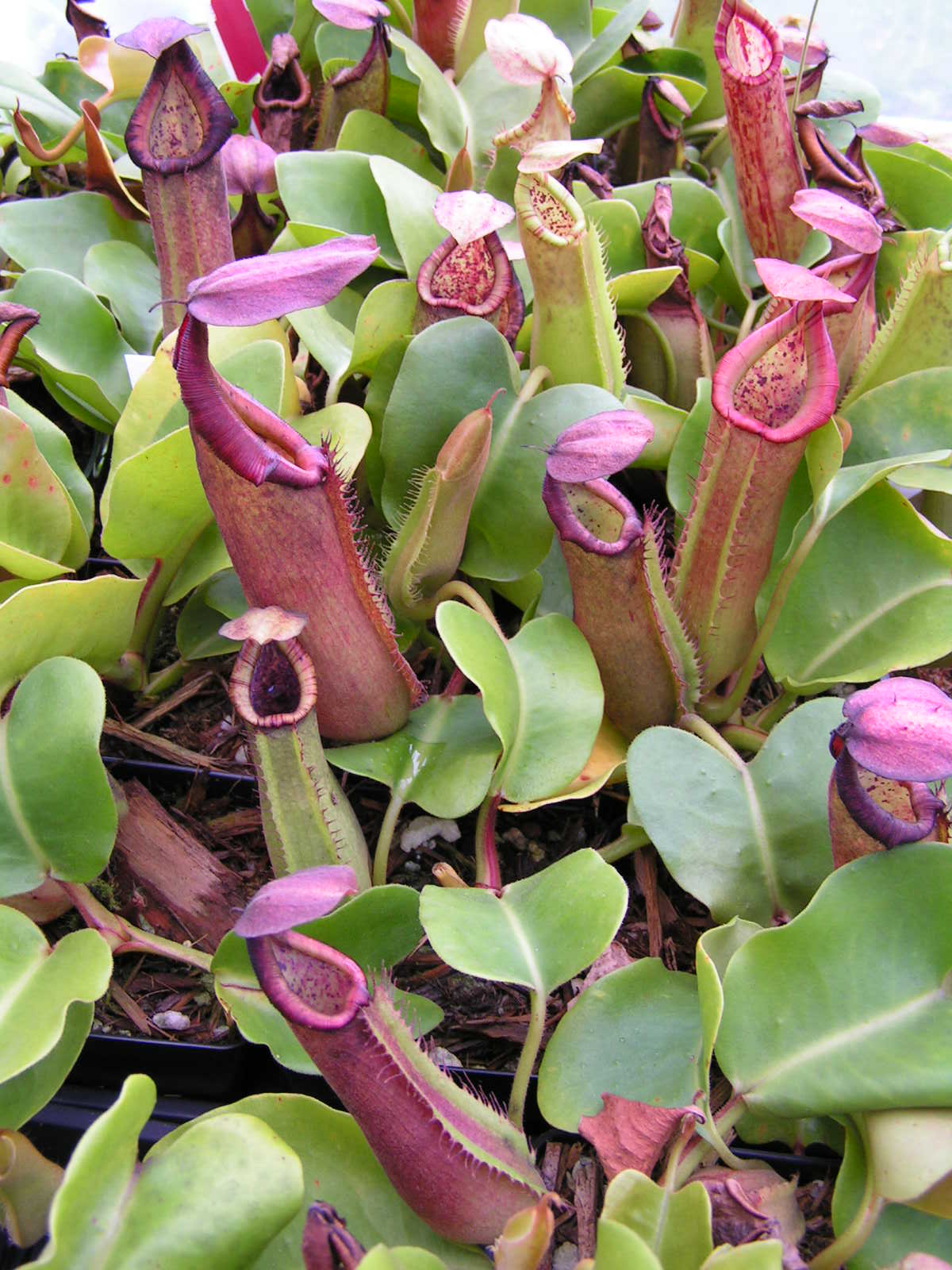 Nepenthes truncata photos